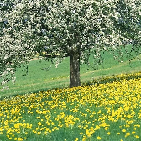 Magnificent In * Sint Joost